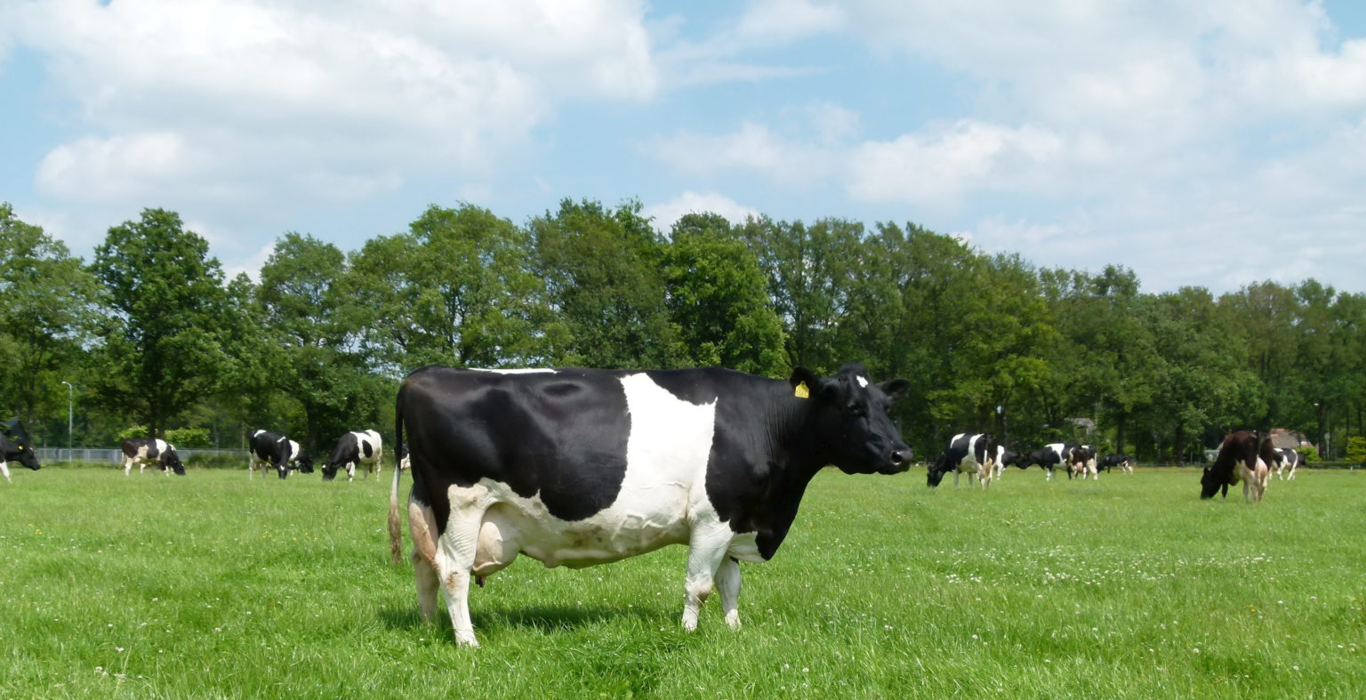 Fries-Hollands-vee-zeldzaam-ras-2020