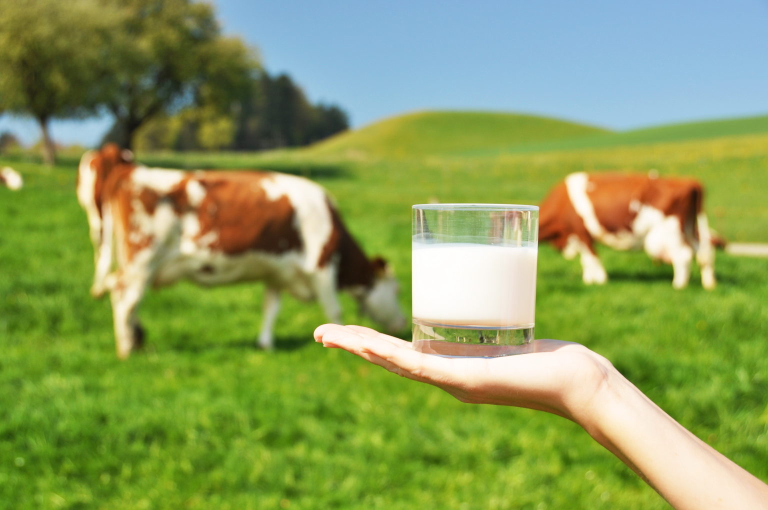 Wei-eiwitten-rauwe-melk-beschermen-tegen-astma-voedselallergie