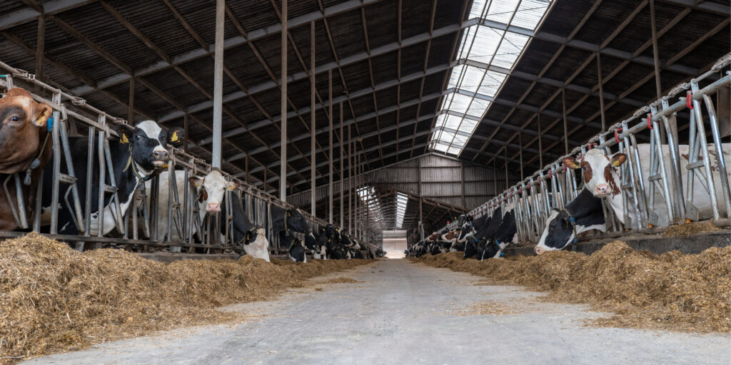 Land_Boer_Zuivel_koeien_voorwerk_prijsiwnnende_kaas_Arcadia_stal_Boerenzuivel