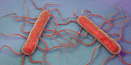 Listeria_monocytogenes_nieuwe_hygienecode_BoerenZuivel