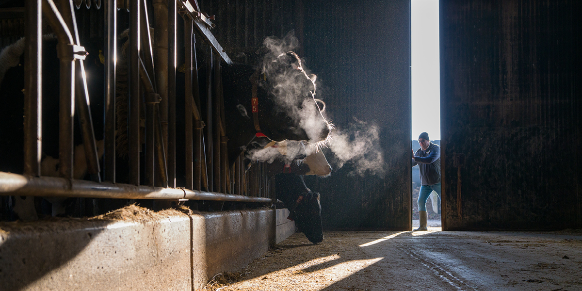 Land_van_Boer_Zuivel_De_Venehoeve_BoerenZuivel