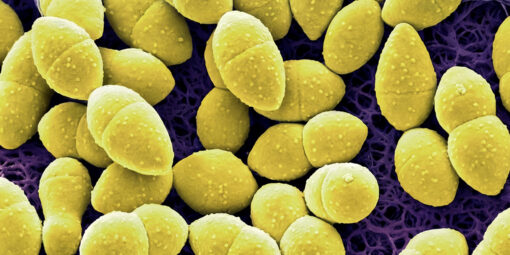 Nieuwe_generatie_Dairy_safe_culturen_DSM-firmenich_BoerenZuivel