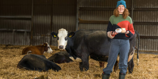 Paradekaasje_Unieke_karakter_rooie_neel_BoerenZuivel